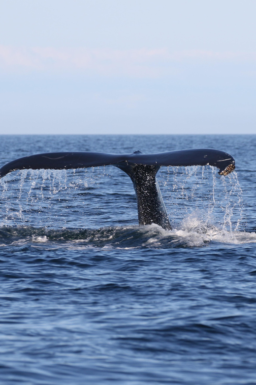 Funchal: Guarantee Wild Dolphin&Whale Watching by RIB - The €20 dolphin swim option