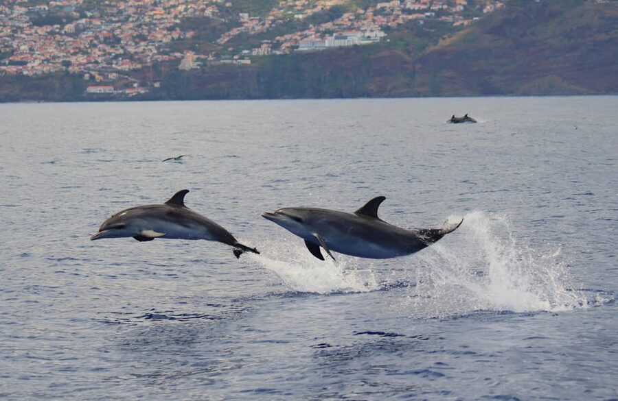 Funchal: Guarantee Wild Dolphin&Whale Watching by RIB - How much value do you get for $70?