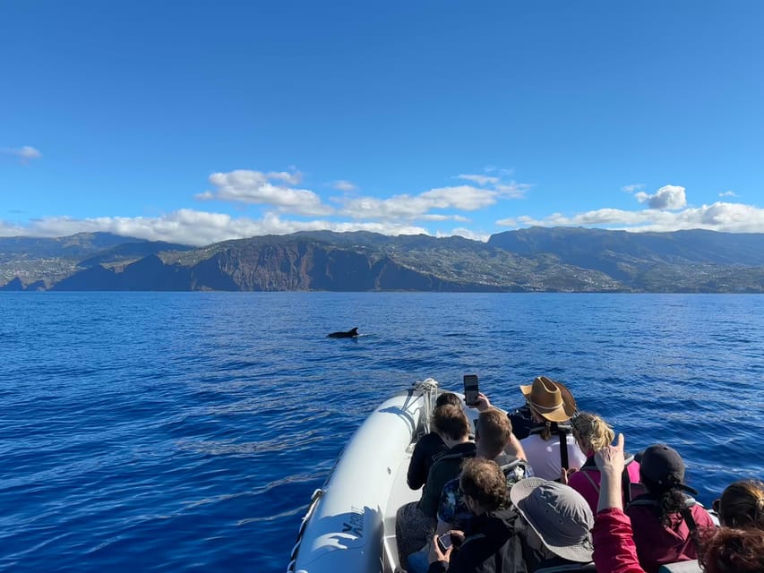 Funchal: Guarantee Wild Dolphin&Whale Watching by RIB - Who will enjoy this most?