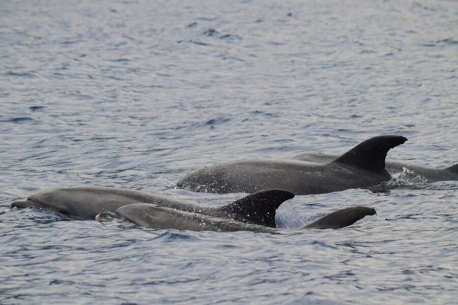 Funchal: Guarantee Wild Dolphin&Whale Watching by RIB - Boarding at Funchal and the safety briefing