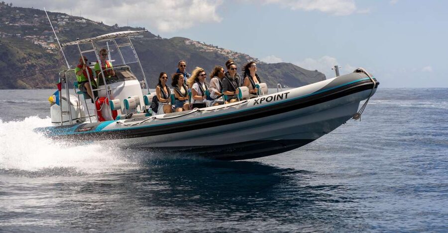 Funchal: RIB Whale Watching Cruise and Optional Dolphin Swim - Key points to know before booking