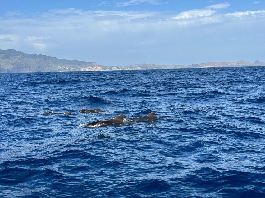 Funchal: RIB Whale Watching Cruise and Optional Dolphin Swim - The ride from Funchal harbor to open water