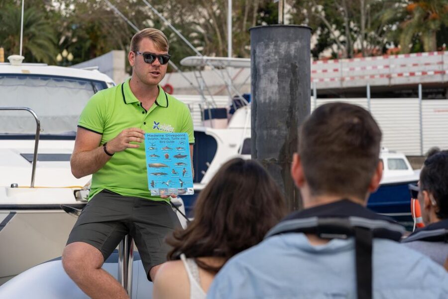 Funchal: RIB Whale Watching Cruise and Optional Dolphin Swim - The optional dolphin swim and what it really involves