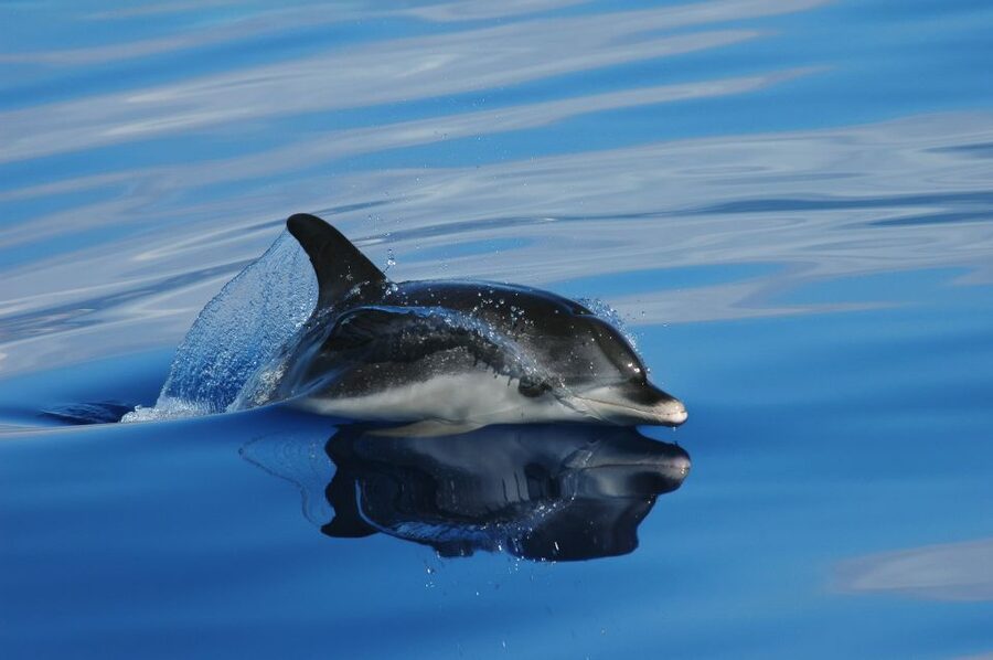 Funchal: Whale and Dolphin Watching Speed Boat Tour - Key points before you book
