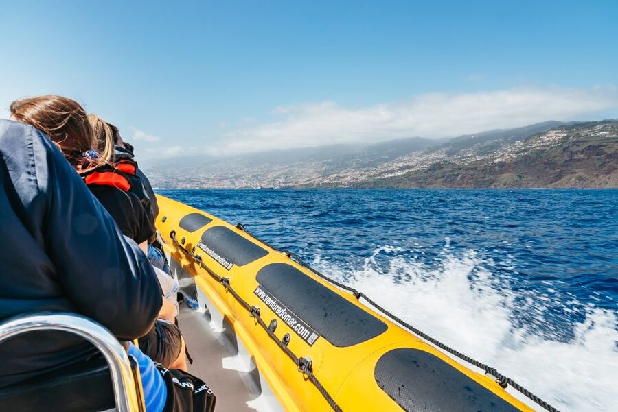 Funchal: Whale and Dolphin Watching Speed Boat Tour - Who should choose this tour