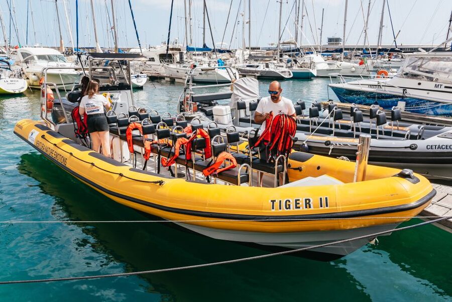 Funchal: Whale and Dolphin Watching Speed Boat Tour - Why the guide makes a difference