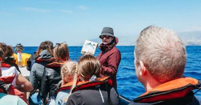 Whale and Dolphin Watching Speed Boat Tour