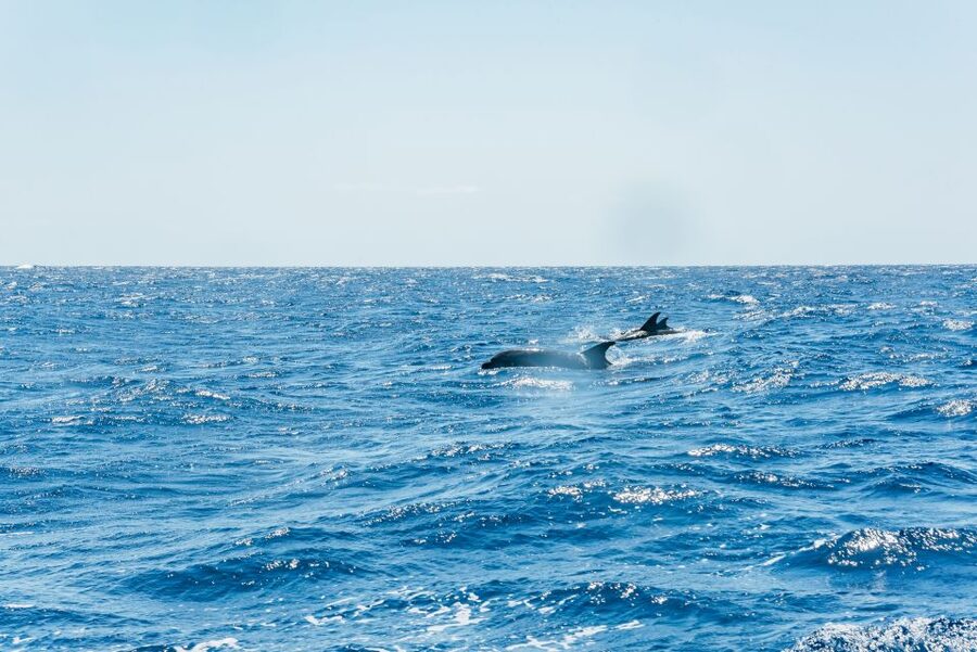 Funchal: Whale and Dolphin Watching Speed Boat Tour - What you might see, and what you should not expect