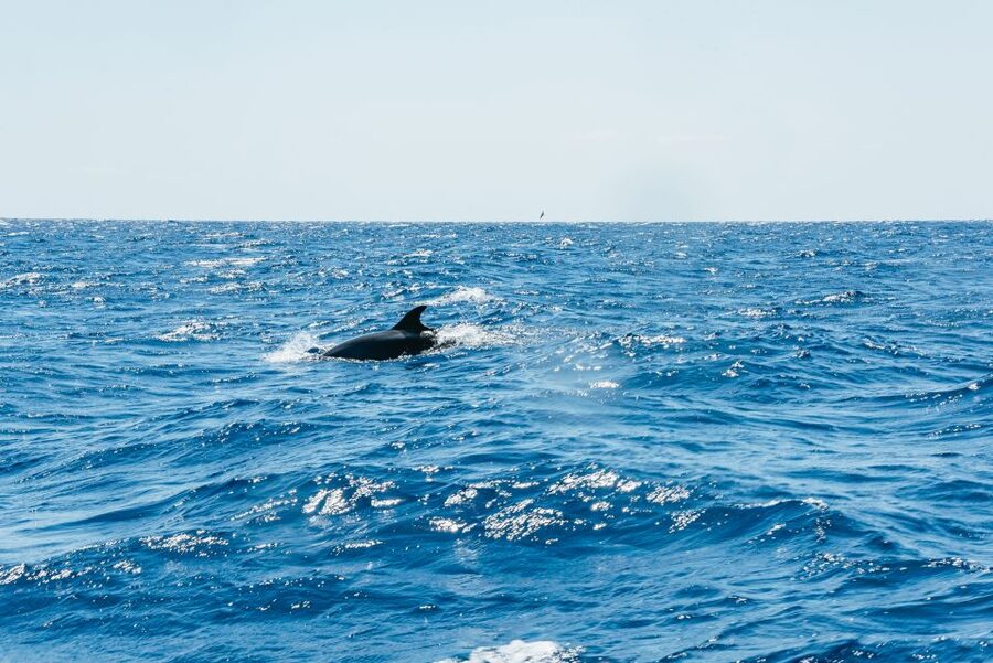 Funchal: Whale and Dolphin Watching Speed Boat Tour - How the 2.5 hours are likely to unfold