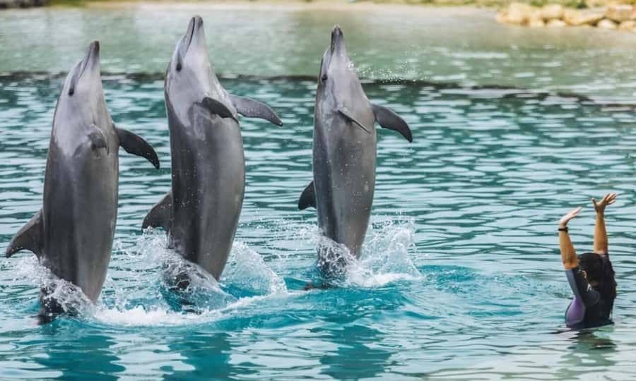 Gold Coast: Jet Boat Ride & Sea World Entry Ticket - What the 45-minute Arro Jet ride feels like