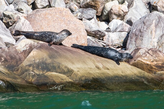 Hardangerfjord Ultimate RIB adventure from Ulvik - What this Ulvik RIB adventure is really like