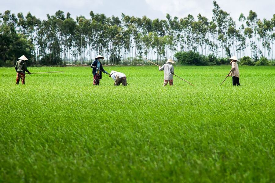 Ho Chi Minh City: Mekong Delta Full-Day Speedboat Tour - The food: more than a token lunch