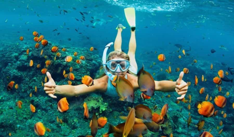 Hoi An: Cham Islands Snorkeling Trip by Speedboat with Lunch - Snorkeling at Bai Xep or Hon Tai