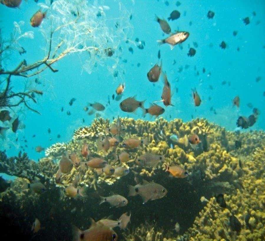 Hoi An: Cham Islands Snorkeling Trip by Speedboat with Lunch - A Short Walk Through Cham Island’s Local Sights