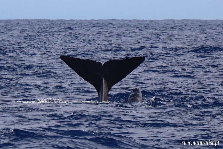 Horta: University Startup Whale and Dolphin RIB Boat Trip - Key points to know before you book