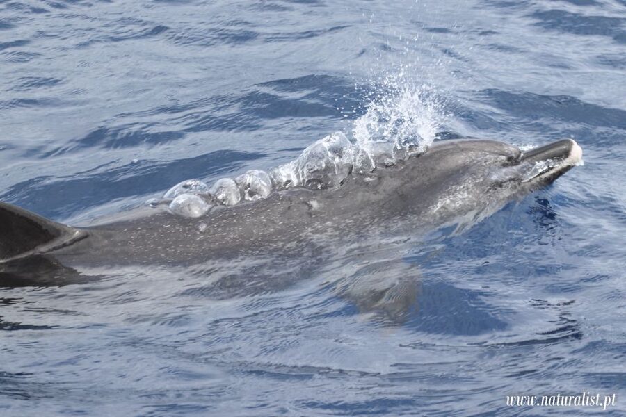 Horta: University Startup Whale and Dolphin RIB Boat Trip - My verdict on the $101 price