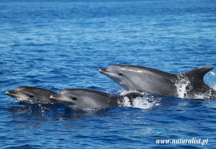 Horta: University Startup Whale and Dolphin RIB Boat Trip - Why the university connection matters on the water