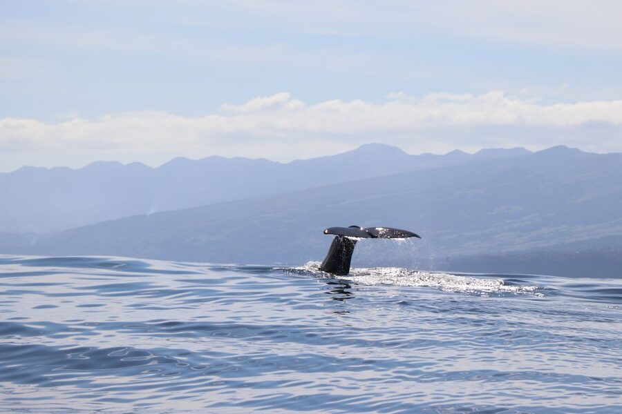 Horta: University Startup Whale and Dolphin RIB Boat Trip - The three-hour search for whales and dolphins