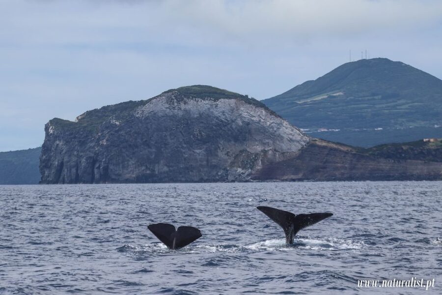 Horta: University Startup Whale and Dolphin RIB Boat Trip - What the captain and biologist add to the outing