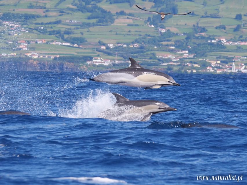 Horta: University Startup Whale and Dolphin RIB Boat Trip - The RIB ride: fast, open, and sometimes wet