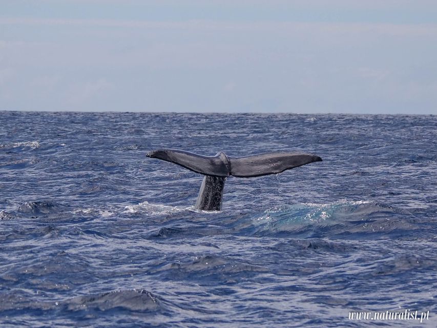 Horta: University Startup Whale and Dolphin RIB Boat Trip - What you will and will not receive