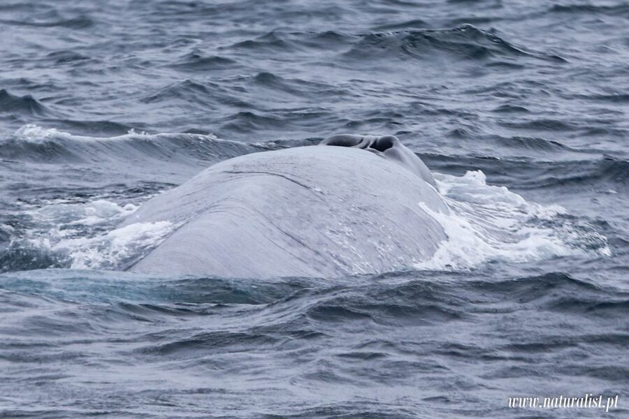 Horta: University Startup Whale and Dolphin RIB Boat Trip - Weather, cancellations, and the reality of wildlife