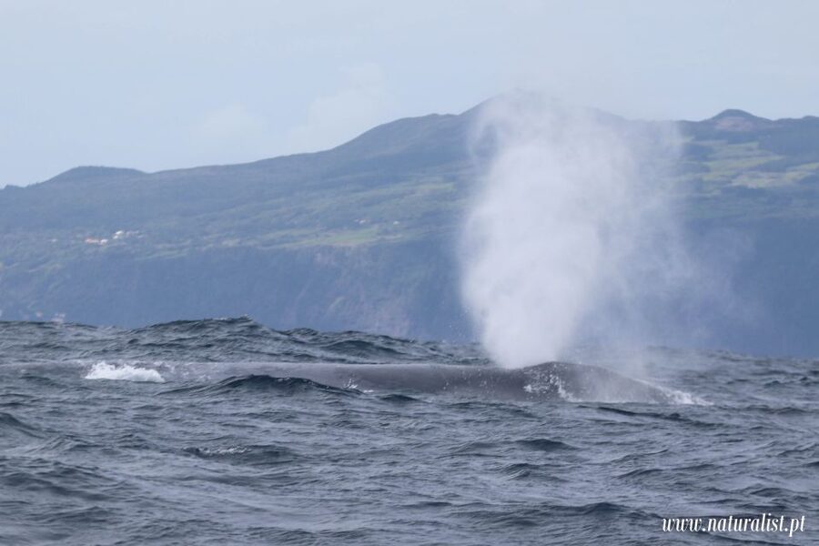 Horta: University Startup Whale and Dolphin RIB Boat Trip - Who will get the most from this Horta trip