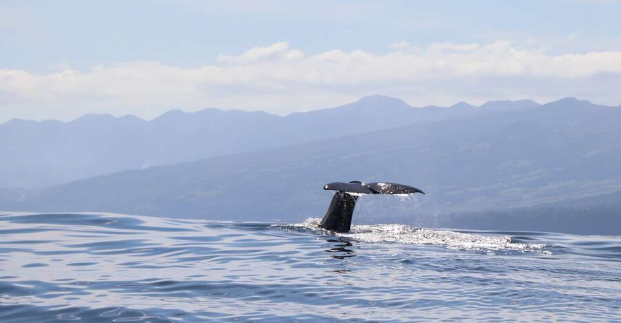 Horta: University Startup Whale and Dolphin RIB Boat Trip - From Horta Marina to the open Atlantic