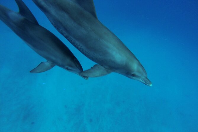 Hula Hula Island and Dolphin House with Snorkeling by Speedboat - Weather, fitness, and practical planning