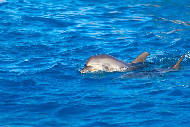 Hula Hula Island and Dolphin House with Snorkeling by Speedboat - Who should book this Hurghada outing?