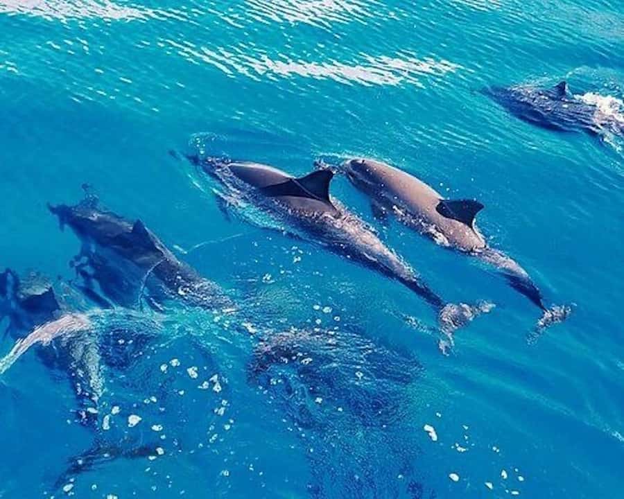 Hurghada: Dolphin House & Water sports Banana by Speedboat - Why the private speedboat changes the day