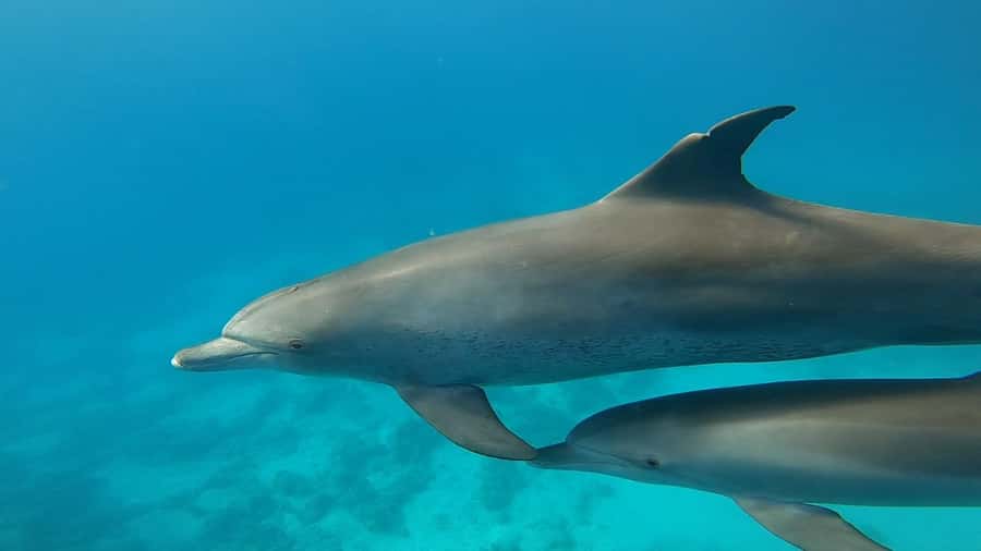 Hurghada: Private Speedboat Adventure with Snacks & Pick-up - The speedboat ride across the Red Sea