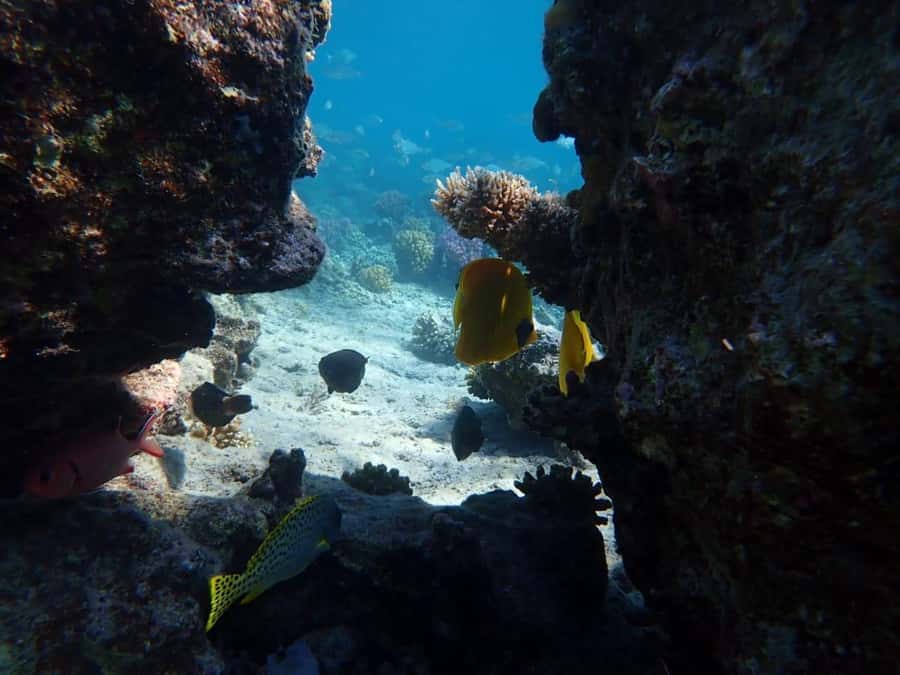 Hurghada: Private Speedboat to Magawish Island - Lunch, snacks, and optional upgrades