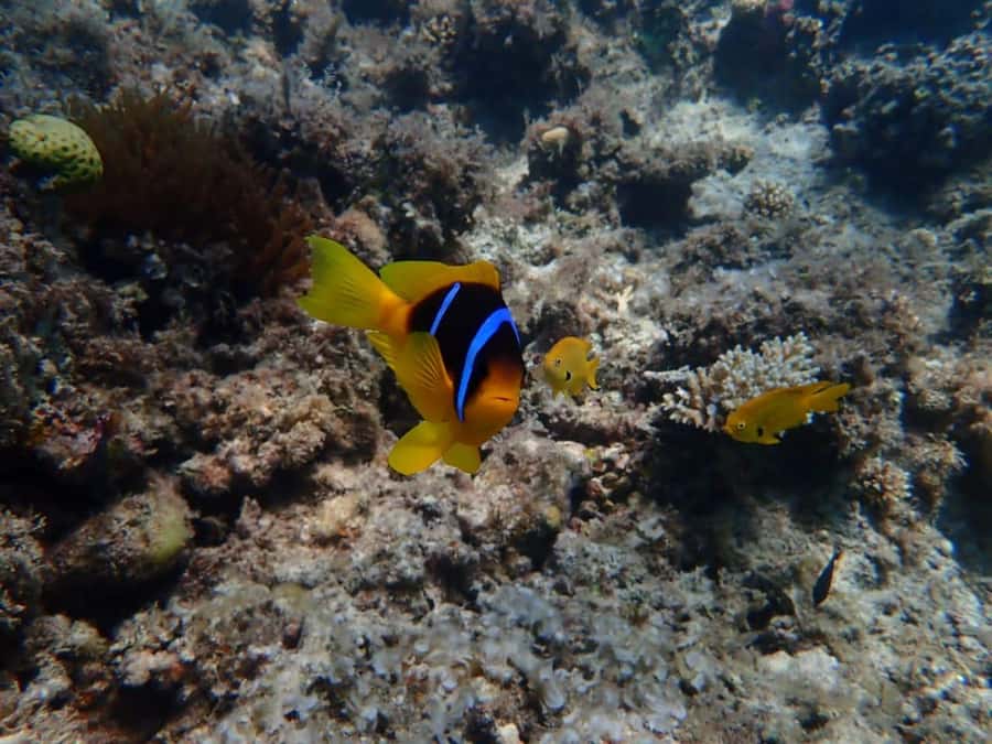 Hurghada: Private Speedboat to Magawish Island - Service, safety, and the human side of the trip
