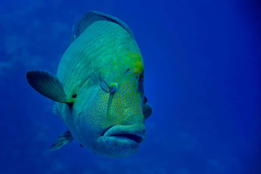 Hurghada: Snorkelling Trip by Speedboat with Hotel Pickup - Abu Mingar and the shallow-water finish