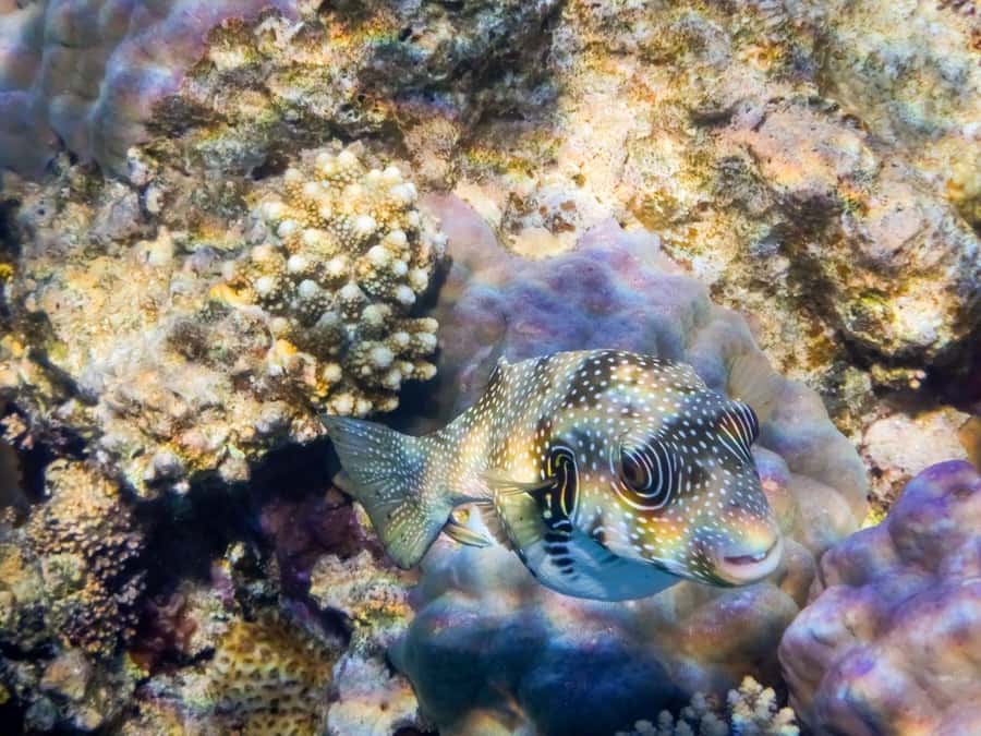 Hurghada: Snorkelling Trip by Speedboat with Hotel Pickup - Dolphins, flying fish, and the luck factor