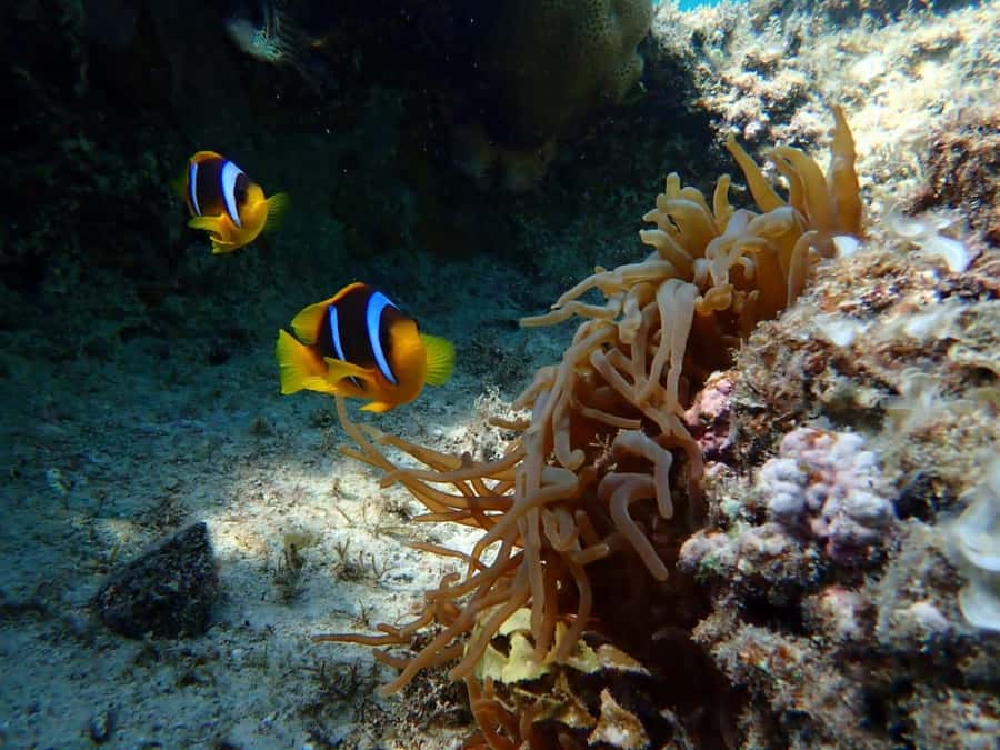 Hurghada: Snorkelling Trip by Speedboat with Hotel Pickup - Pickup timing matters more than the four-hour label