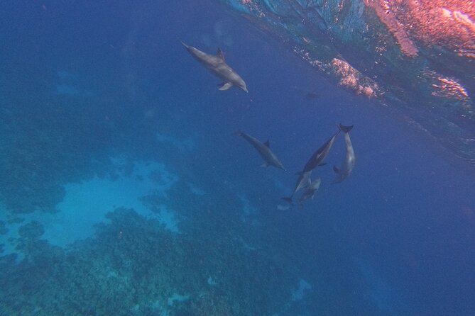 Hurghada Speedboat Dolphin Watching and Snorkeling - Giftun Islands for swimming and sun