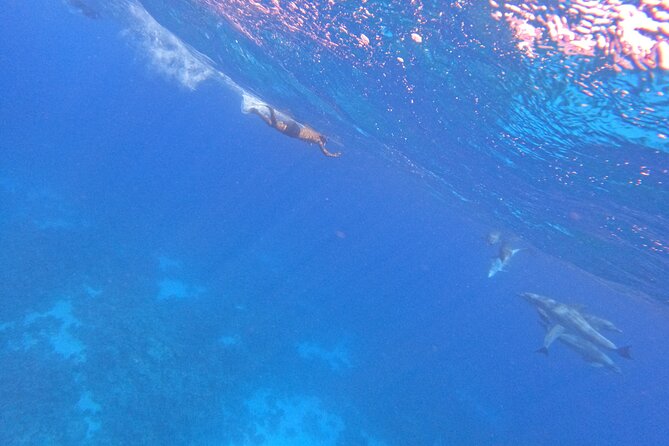 Hurghada Speedboat Dolphin Watching and Snorkeling - Is $47.12 good value for four hours?