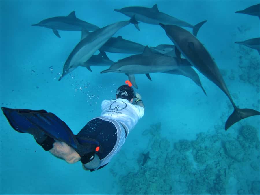 Hurghada: Speedboat Dolphin Watching & Snorkeling with Lunch - Two Red Sea reefs, with help in the water
