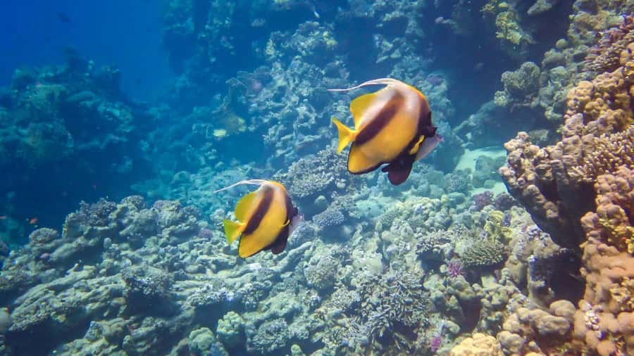 Hurghada: Speedboat Dolphin Watching & Snorkeling with Lunch - Parasailing adds a short aerial view