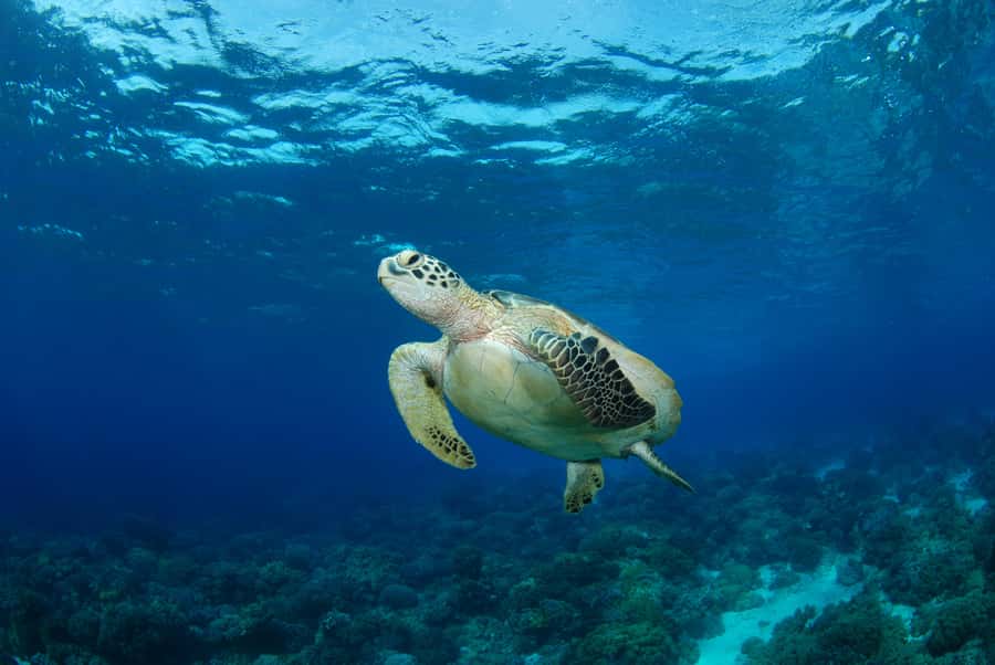 Hurghada: Turtle Bay Speedboat Tour with Snorkeling - What the private format really gives you