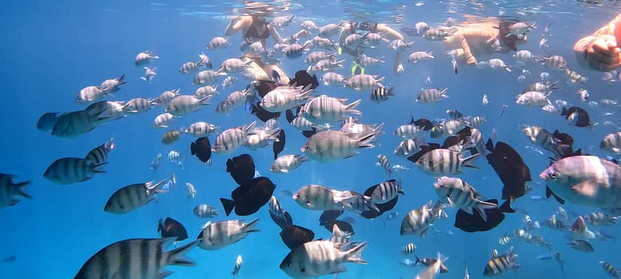 Hurghada: White Island Speedboat Tour, Snorkeling, & Lunch - The optional flight adds a different view