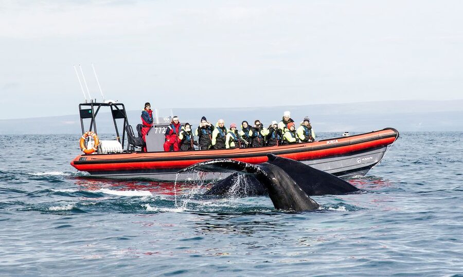 Húsavík: Big Whales and Puffin Island Speedboat Tour - Why the RIB makes a difference in Skjálfandi Bay
