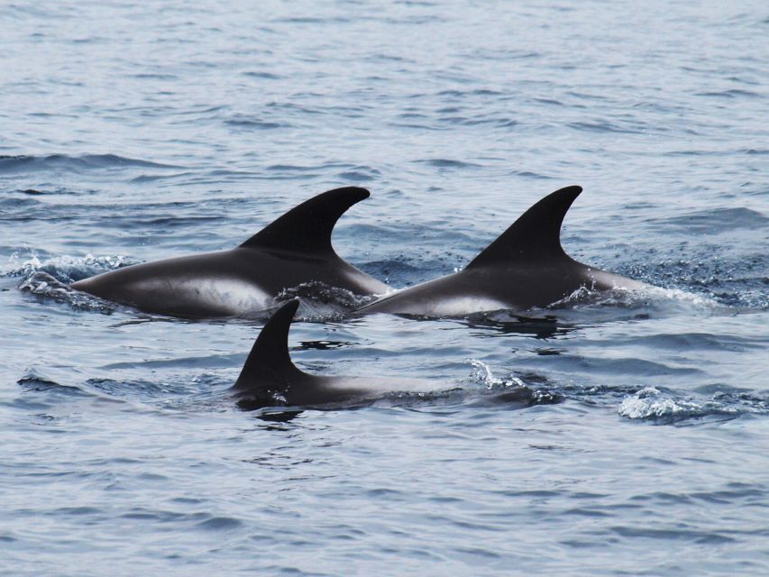 Húsavík: Big Whales and Puffin Island Speedboat Tour - FAQ