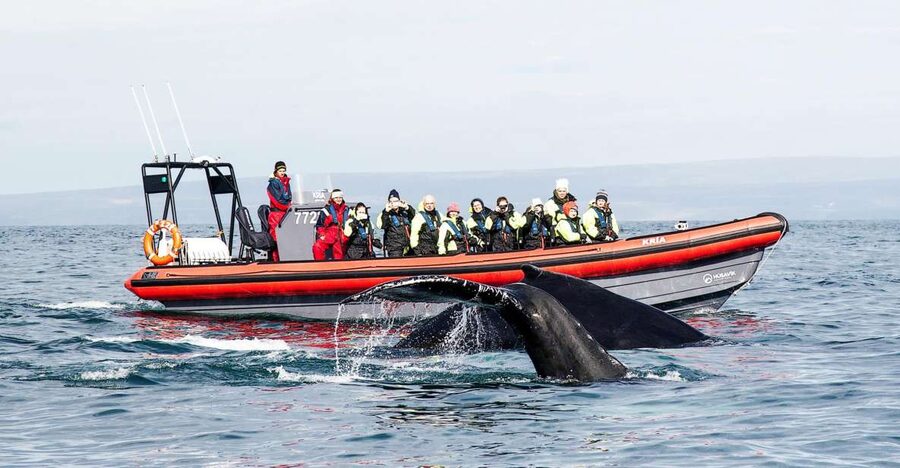 Húsavík: Big Whales and Puffin Island Speedboat Tour - Getting ready at Húsavík’s harbor