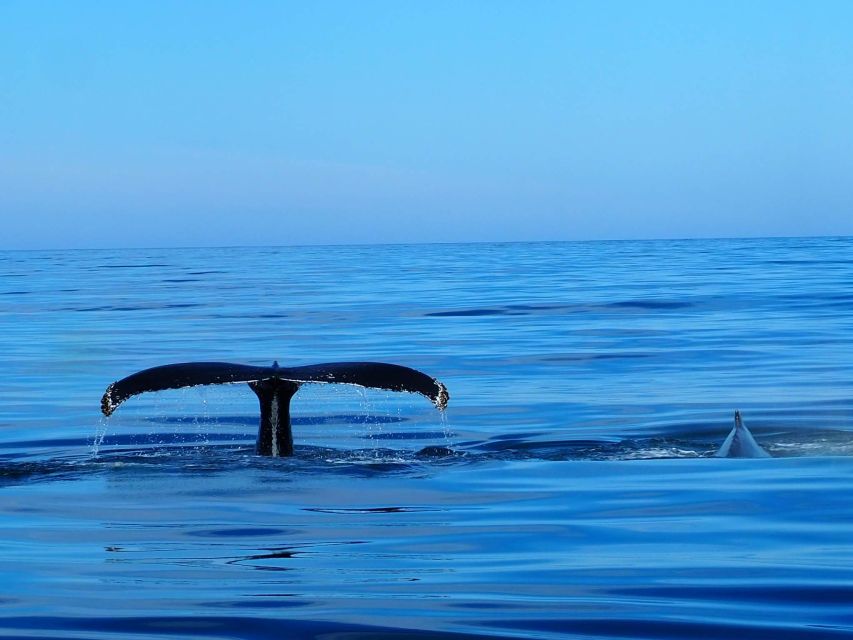 Húsavík: Big Whales and Puffin Island Speedboat Tour - Searching Skjálfandi Bay for whales