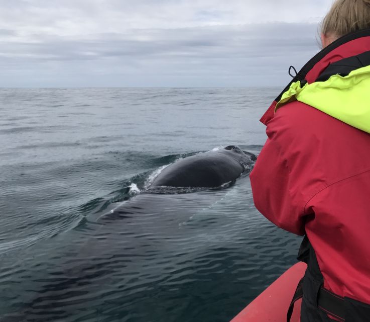 Húsavík: Big Whales and Puffin Island Speedboat Tour - What the guides add to the trip