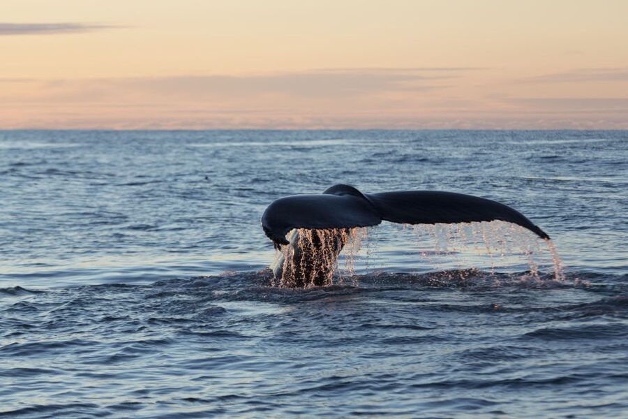 Húsavík: Big Whales and Puffin Island Speedboat Tour - Cold weather, motion, and the practical reality