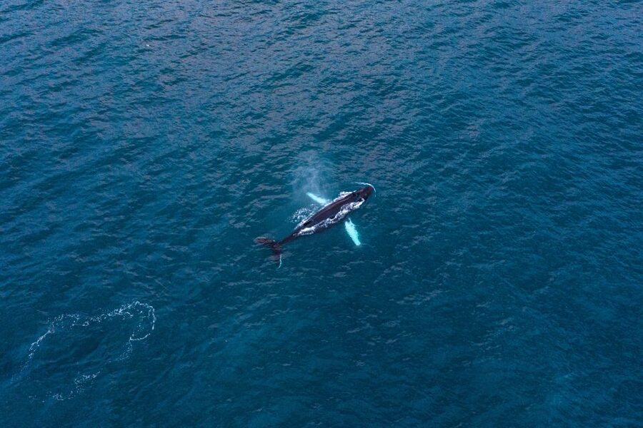 Húsavík: Big Whales and Puffin Island Speedboat Tour - Who should book this Húsavík tour?